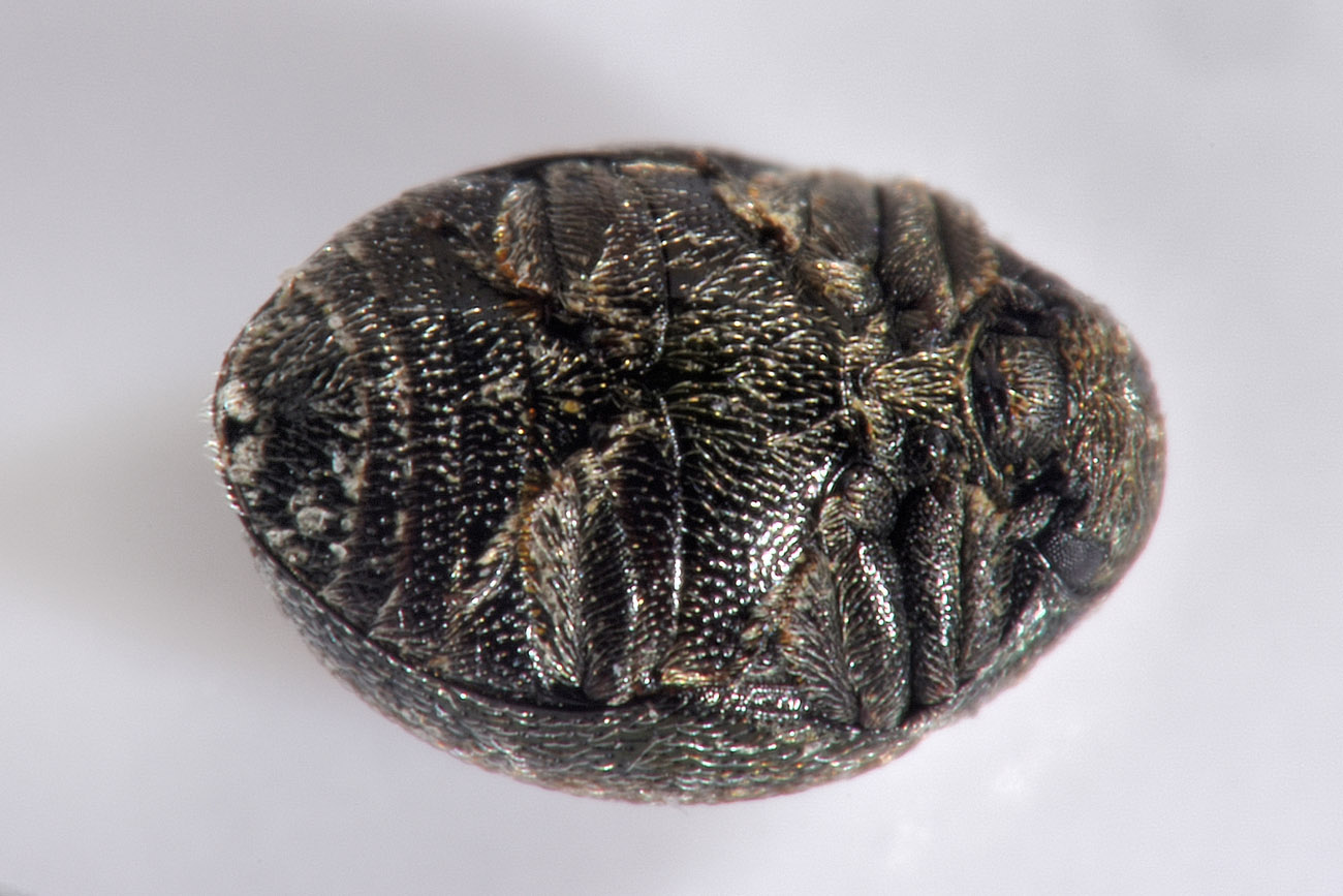 Byrrhidae: Lamprobyrrhulus nitidus